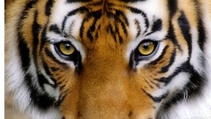 tiger eye pic